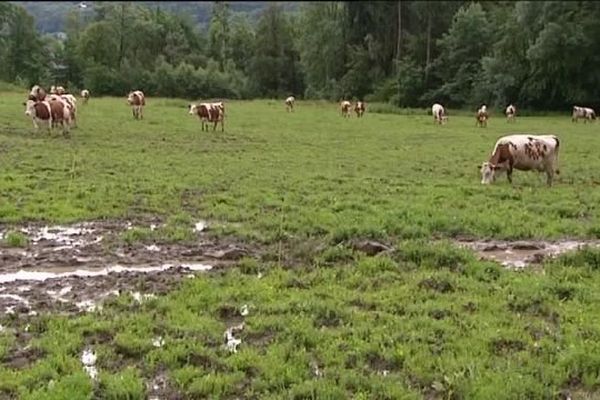 Un champ en Haute-Savoie 