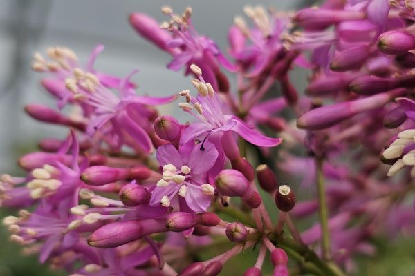 Les fuchsias sont des plantes tropicales originaires d'Amérique Latine. Leurs fleurs sont souvent colorées.