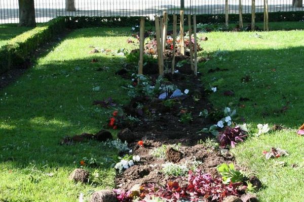 Plus de 2000 fleurs ont été arrachées en une nuit