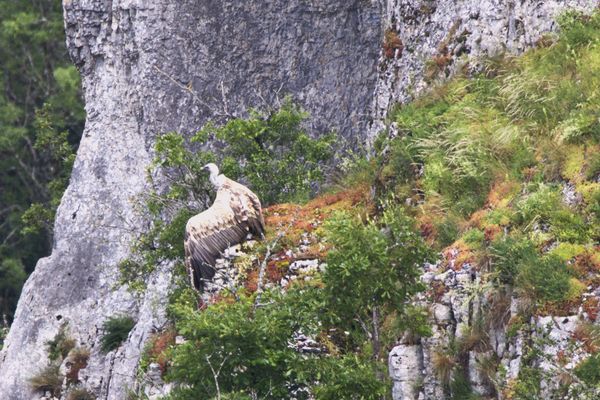 Vautour fauve, aperçu par un photographe amateur en Côte-d'Or le 9 juin 2024