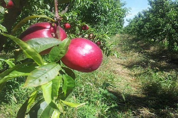 Récolte de nectarines à Laroque-des-Albères (Pyrénées-Orientales) en juin 2013 - Illustration