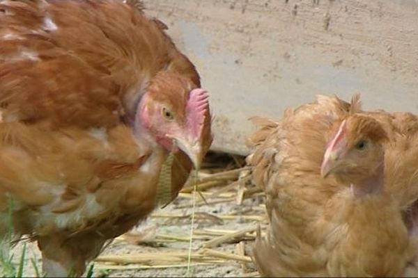 Les poulets de l'élevage bio de la ferme de la bilouterie