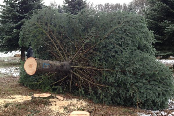 Voici l'arbre qui sera installé dans la cour de l'Elysée pour Noël 2015.