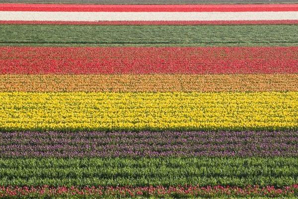 Les belles couleurs des tulipes du Keukenhof. 