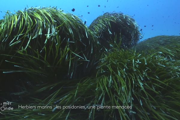 Cet herbier de posidonie est aussi appelé posidonia oceanica