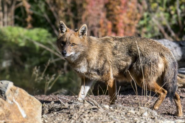 Le chacal doré est historiquement présent dans le sud-est de l'Europe.