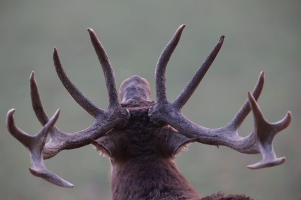 Brame du cerf, c'est la saison dans les Pyrénées-orientales