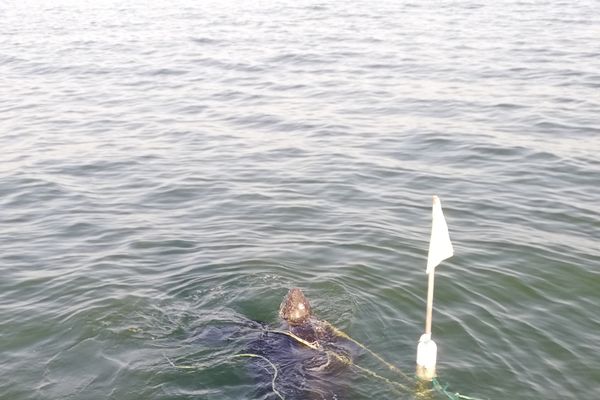 Prise dans le filet où se trouvaient quelques méduses, la tortue luth avait la tête sortie de l'eau et se débattait en surface