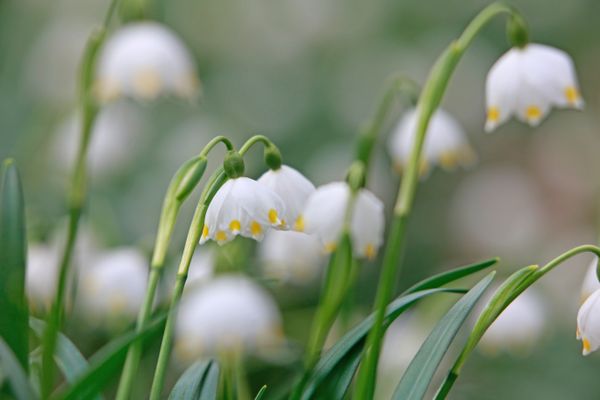 Depuis 2011, le muguet est conservé en chambre froide après sa récolte, jusqu'au 1er mai.