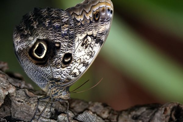 Avec leurs ocelles en forme d'yeux, les papillons hibou (photo) excellent dans l'art de tromper leurs prédateurs.