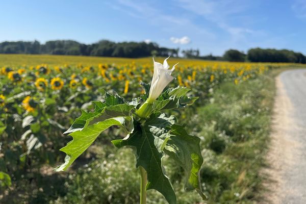 Le datura, une plante d'ornement toxique et invasive, notamment dans les cultures de tournesols, sarrasin ou maïs