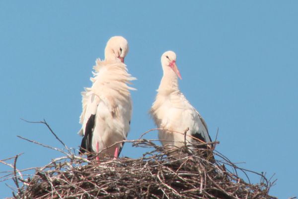 41 nids ont été indentifiés par la Ligue de protection des oiseaux.