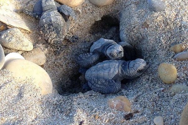 Une soixantaine d'oeufs de tortues Caouanne a éclos ce dimanche sur la plage des Aresquiers - 7 octobre 2018