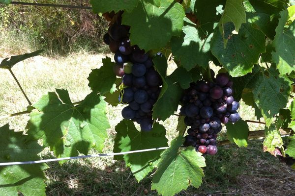 les pertes sont importantes dans le vignoble de Saint-Pourçain