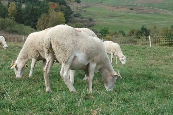 Aude : la filière ovine en plein essor - 26 octobre 2012.