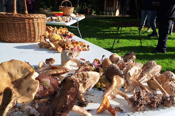 Reconnaître un champignon comestible d’un champignon toxique peut être complexe et nécessite souvent des connaissances approfondies.