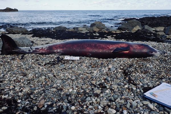 Le corps de la jeune femelle baleine échouée à Eculleville dans la Hague