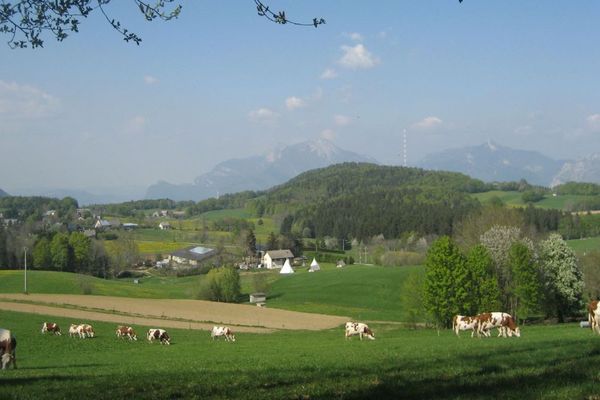 Un troupeau de vaches dans le massif du Vercors. Photo d'illustration.