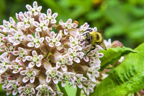 Dans la région, les quatre pollinariums sentinelles permettent d'alerter les personnes sensibles au pollen