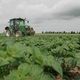 La parcelle de six hectares de pommes de terre bio de Simon Catteau, située à Sailly-Laurette, dans la Somme.