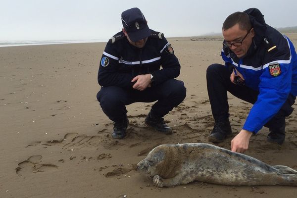 Les gendarmes ont secouru un jeune phoque sur une plage de St Brévin-les-Pns