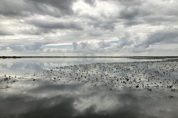 Le Lac de Grand-Lieu 44