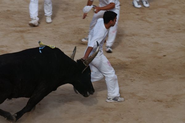 La tradition de la course camargaise (la bouvine)