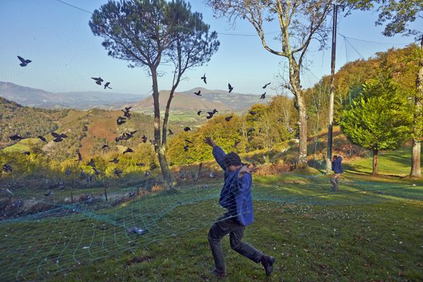 Illustration. Les pratiques de la chasse à la palombe au filet en France est remise en cause par la Commission européenne.