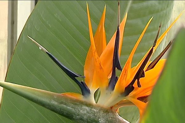 La serre tropicale du Jardin des Plantes abrite 200 espèces de plantes différentes.