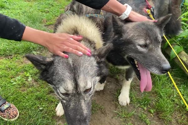 Un musher, "Armor Cani Evasion" dans les Côtes-d'Armor