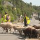 Transhumance des moutons de la bergerie associative Sors tes moutons, à Saint-Brieuc, le 22 août 2024