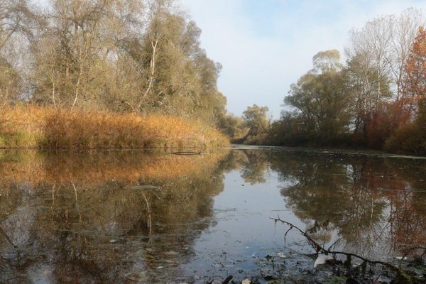 Forêt de la Robertsau