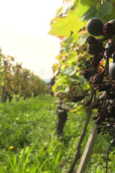 Le vignoble de de la famille Richel enregistre 50 % de perte.