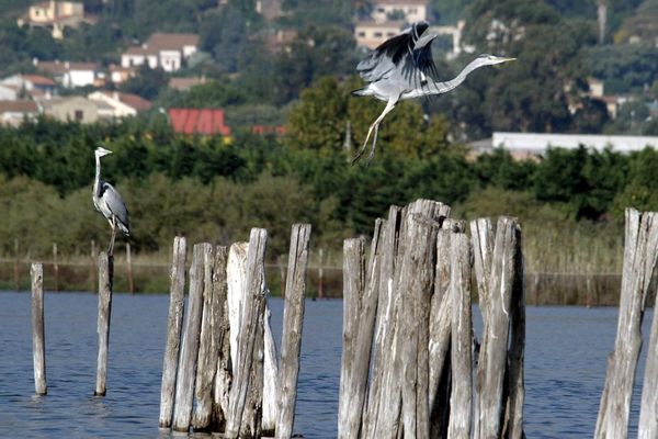 L’étang de Biguglia est classé réserve naturelle depuis 1994. Le site est égalment classé Zone d’Intérêt Communautaire pour les Oiseaux (ZICO), Zone de Protection Spéciale (ZPS) et Zone Spéciale de Conservation (ZSC) du réseau Natura 2000. Les scientifiques y ont observé la présence de pesticide.