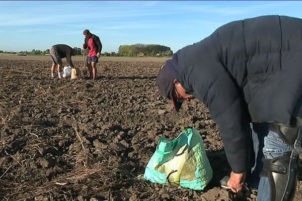 Glaner des pommes de terre, depuis 12 ans, un agriculteur le permet à Spycker (Nord).