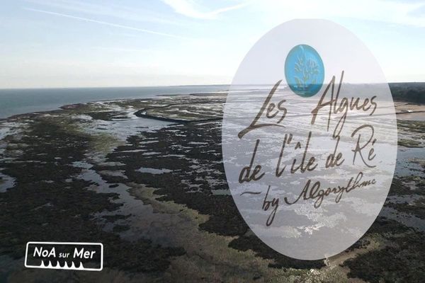 NoA sur Mer et les algues sur l'île de Ré