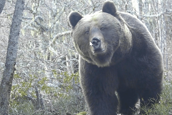 Le mâle Rodri pris en photo le 4 février 2024 dans la vallée d'Ossau, Béarn, Pyrénées Atlantiques.