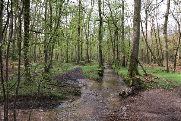 Avec la vague de chaleur actuelle, la forêt de Senonches (Eure-et-Loir) est exposée à un risque d'incendie. (Photo prise en avril 2022)