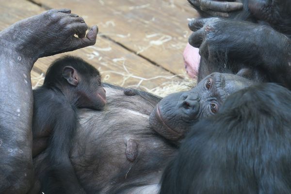 Un bébé bonobo est né à la Vallée des Singes le 3 avril