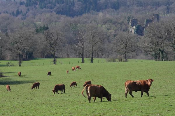 Bovins en élevage extensif