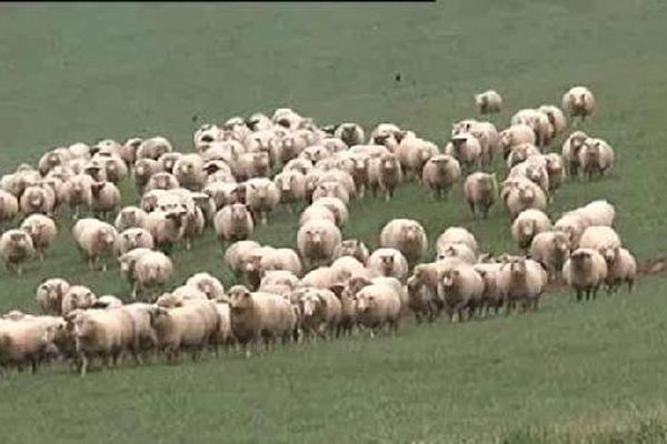 De nombreuses brebis ont été tuées.