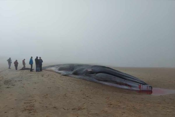 La baleine échouée sur la plage de La Tremblade en Charente-Maritime mesure 18 mètres de long et pèse 15 tonnes.