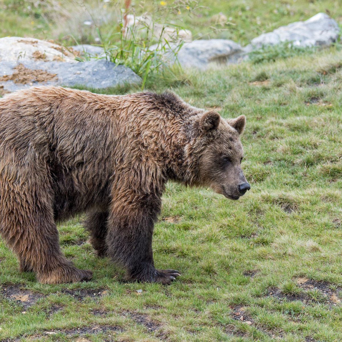 Chasseur attaqu par une ourse dans les Pyr n es des accidents