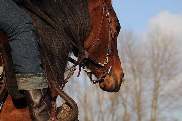 Un quarter horse avec un équipement western