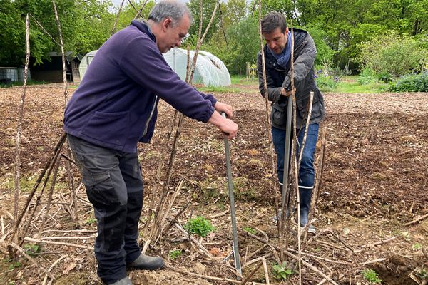 Arnaud Giraudeau et Grégory Cuilleron récoltent la poire de terre à Talmont-Saint-Hilaire