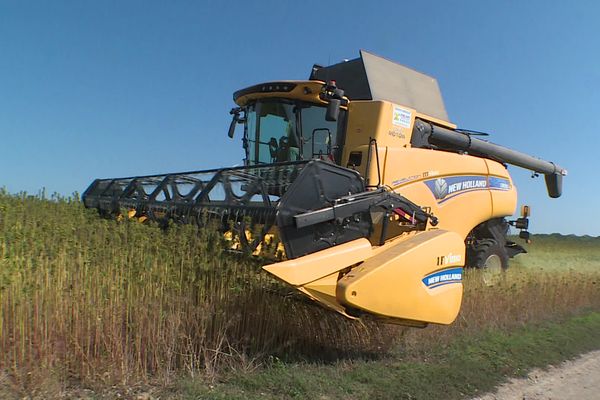 C'est la première récolte de chanvre en Picardie.