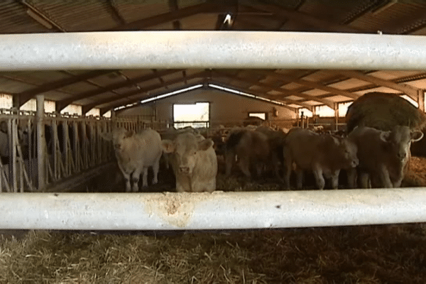 Les 1ers cas de Fièvre Catarrhale Ovine (FCO) de cette épizootie ont été découverts en septembre 2015 en Auvergne. Depuis, la FCO touche des élevages dans 28 départements français.