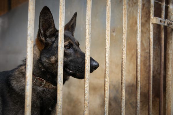 Chien derrière les barreaux de sa cage en fourrière animale.