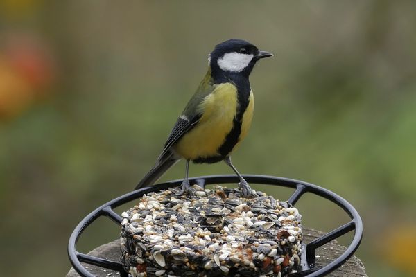 La mésange charbonnière, étudiée par les scientifiques depuis des décennies,  fait partie des espèce protégée en France. 