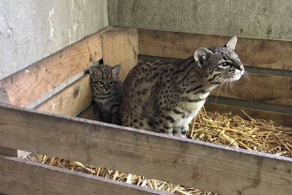 Lima est un chat de Geoffroy né il y a six semaines au Domaine des fauves de Fitilieu (Isère).